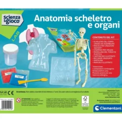 Anatomia Scheletro e Organi