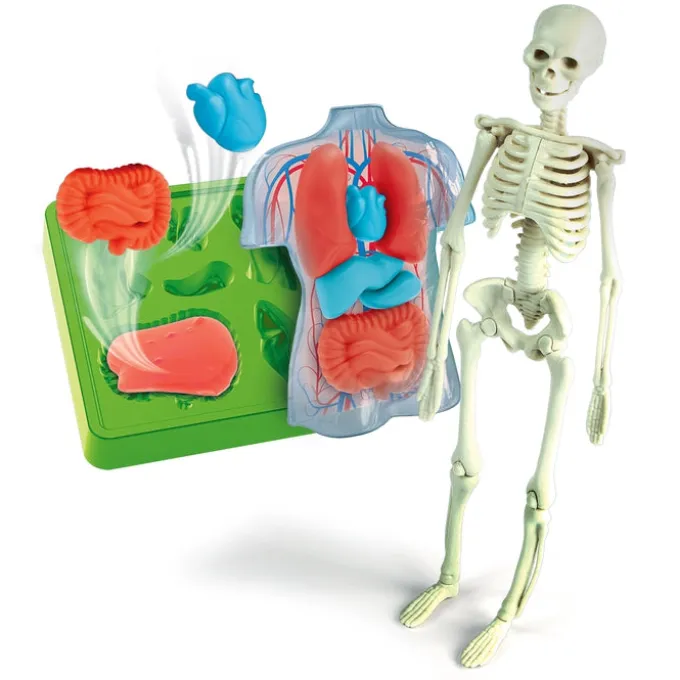 Anatomia Scheletro e Organi