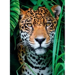 Jaguar in the Jungle - 500 pezzi